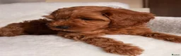 Cavapoo dogs for sale: Stunning Red F1b cavapoo puppies - Advert 22