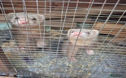 Ferret rodents for sale: Rodent cage and extension - Image 2