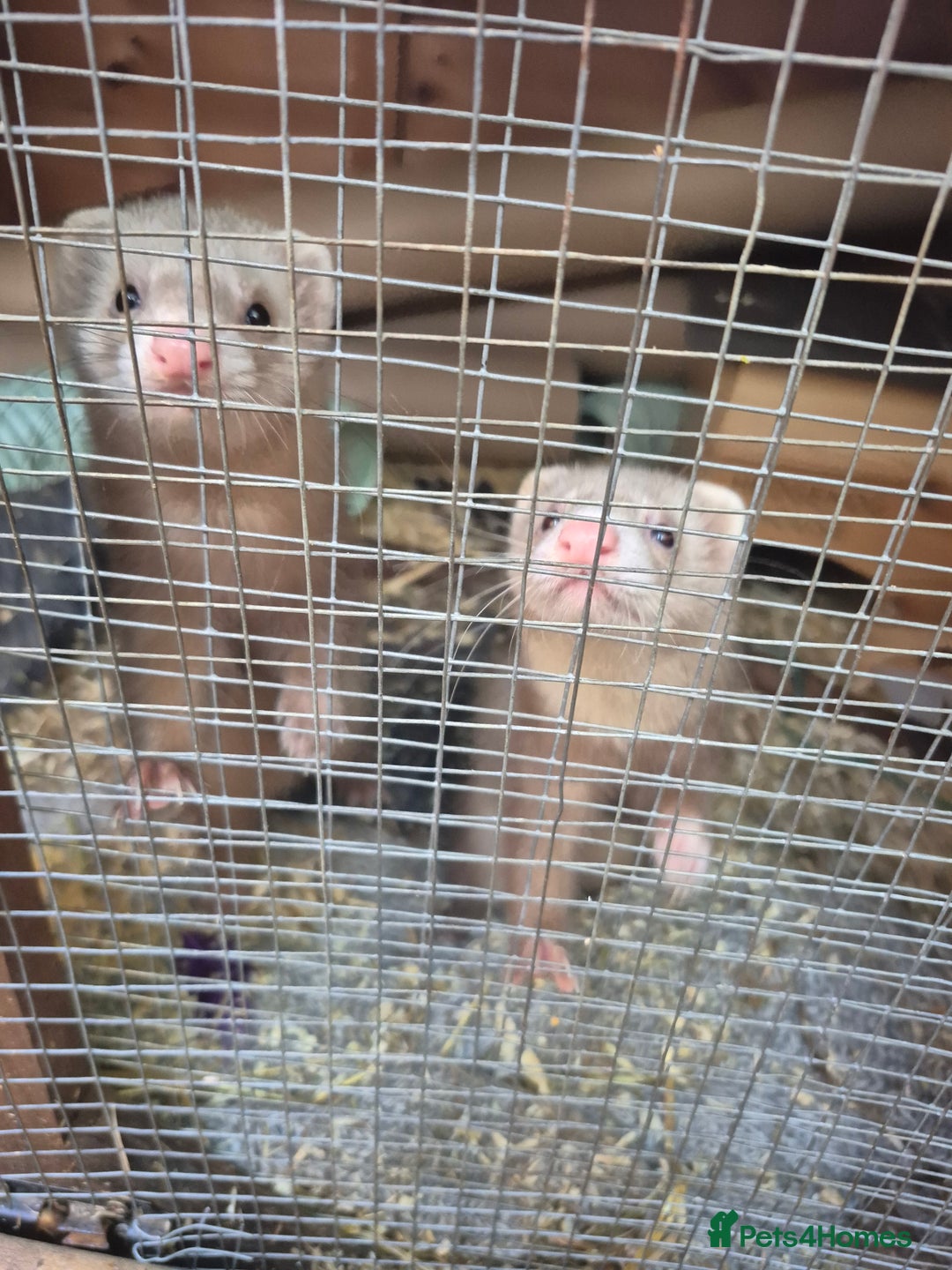 Ferret rodents for sale: Rodent cage and extension - Image 2