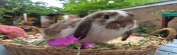 Mini Lop rabbits for sale: Two Mini lops and 4 Dwarf lops available - Advert 10