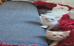 Maine Coon cats for sale: Pure Maine coons fully vaccinated and chipped  - Image 13