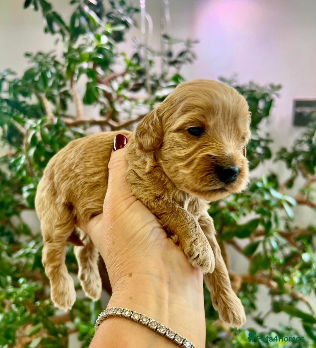 Cockapoo dogs for sale: 4⭐️Licensed Breeder Cockapoo Puppies - Image 40