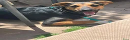 Mixed Breed dogs for adoption: 💙BRUNO💙 : LARGE LOVING YOUNG BOY in Burntwood - Advert 7