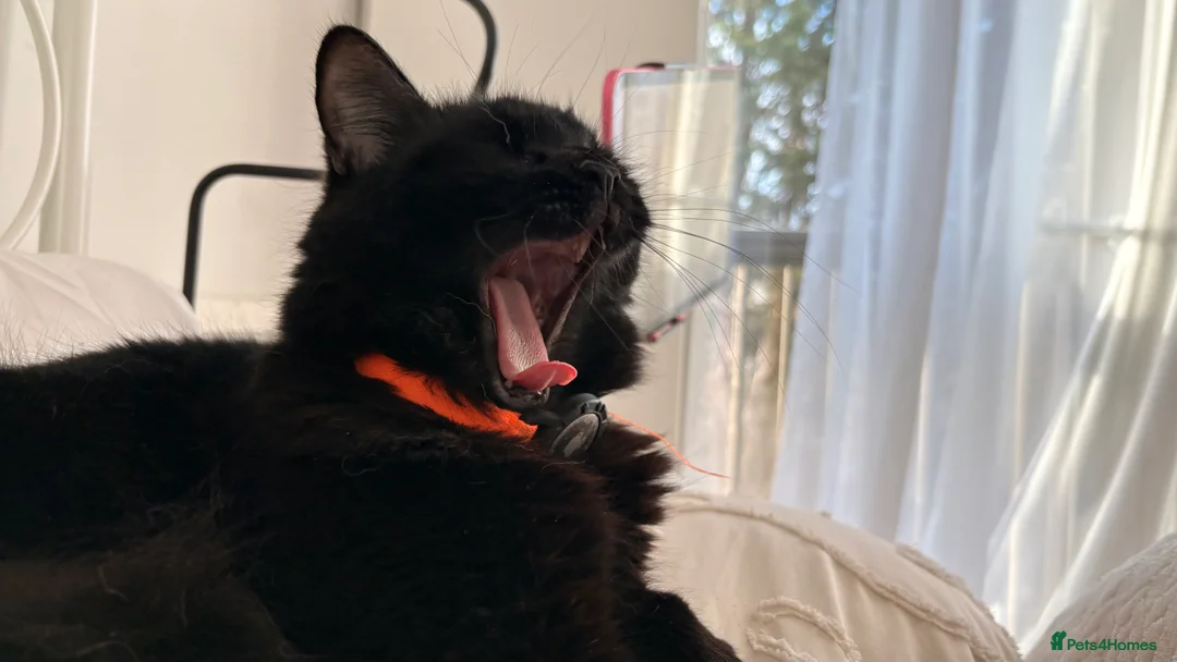 Mixed Breed cats for sale: Mochi Kimchi & Miso - Advert 19