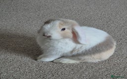 Mini Lop rabbits for sale: Mini lop bucks - Image 5