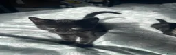 Mixed Breed cats for sale: Beautiful shiny black kittens and one tabby female - Advert 5
