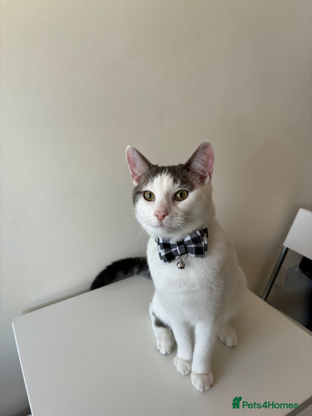British Shorthair cats for sale: 1 year old white cat for sale - Image 3