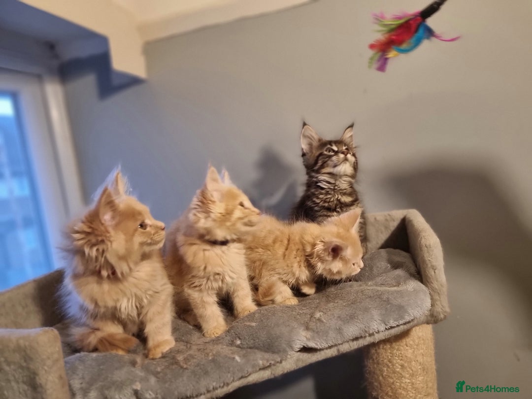 Maine Coon cats for sale: TICA REG.  Amazing kittens  - Image 13