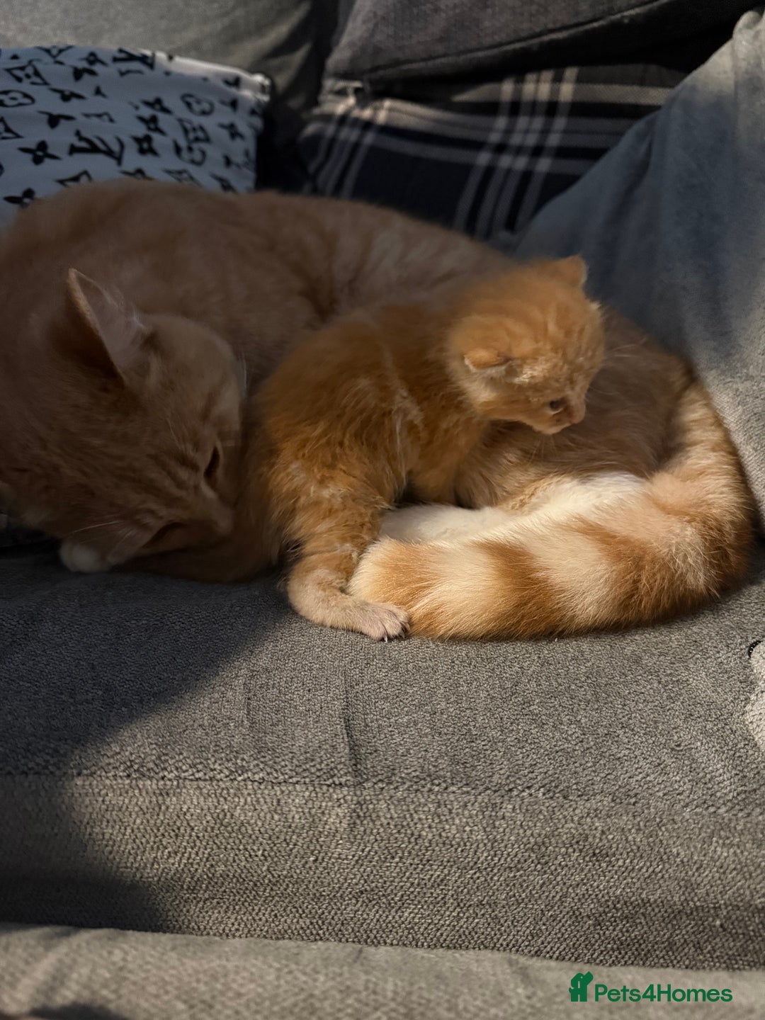 Mixed Breed cats for sale: Stunning kittens ready for new homes  - Advert 12