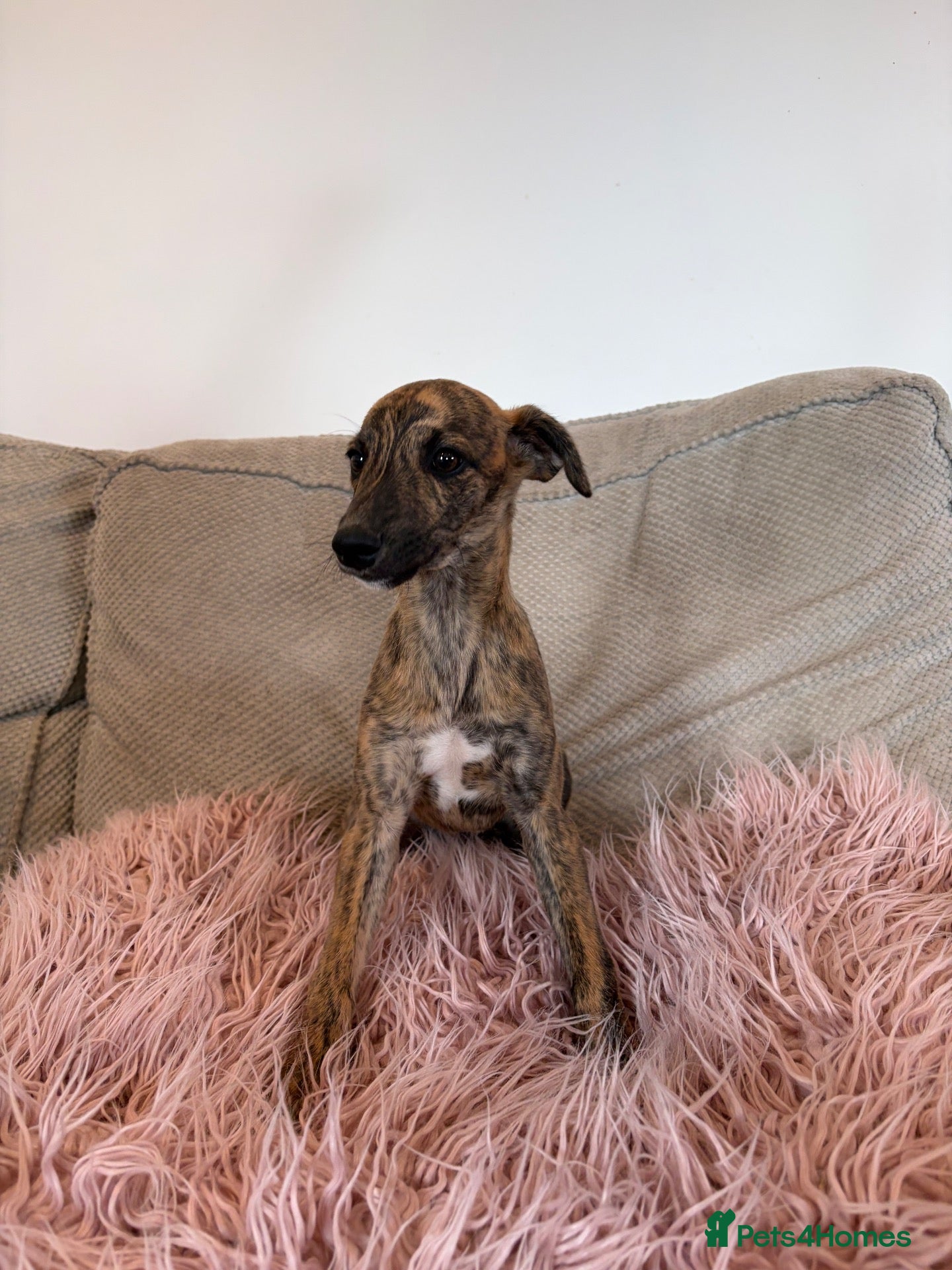 Whippet dogs Beautiful whippets- Last boy remaining  - Advert 2
