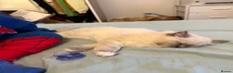 Ragdoll cats for sale: Ragdoll cat - Milo  in Horsham - Advert 7