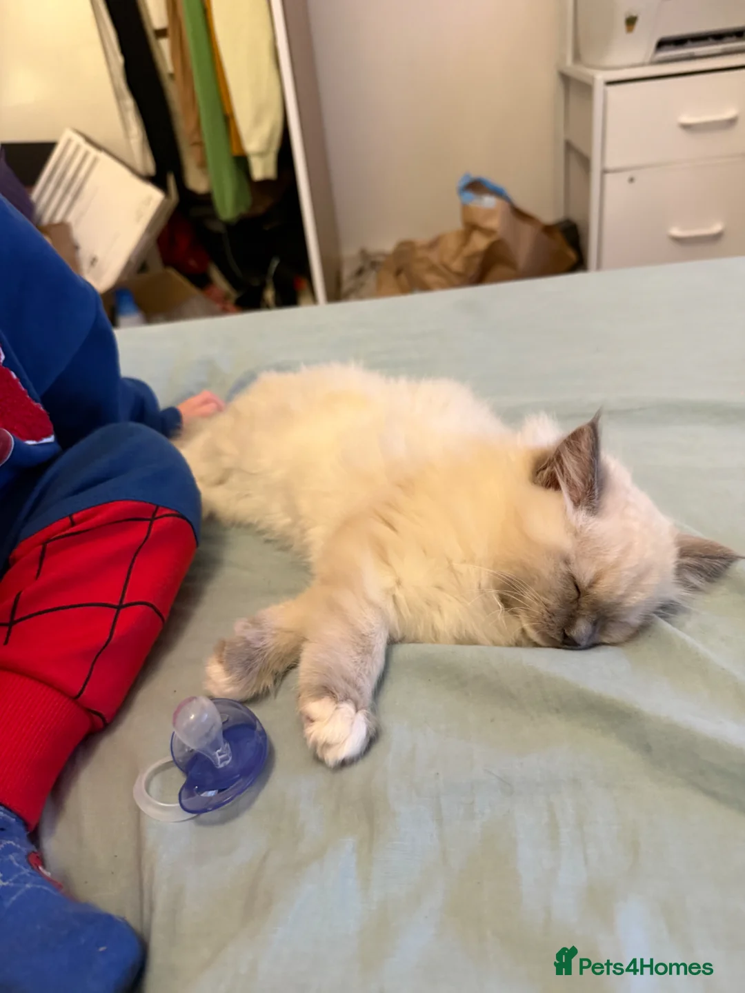 Ragdoll cats for sale: Ragdoll cat - Milo  in Horsham - Advert 7