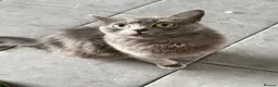 Mixed Breed cats for sale: Stunning little Grey fluffy female cat - Advert 8