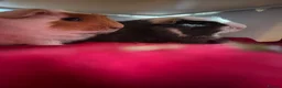 Guinea Pig rodents for sale: 2 Guinea pigs in Bolton - Advert 2