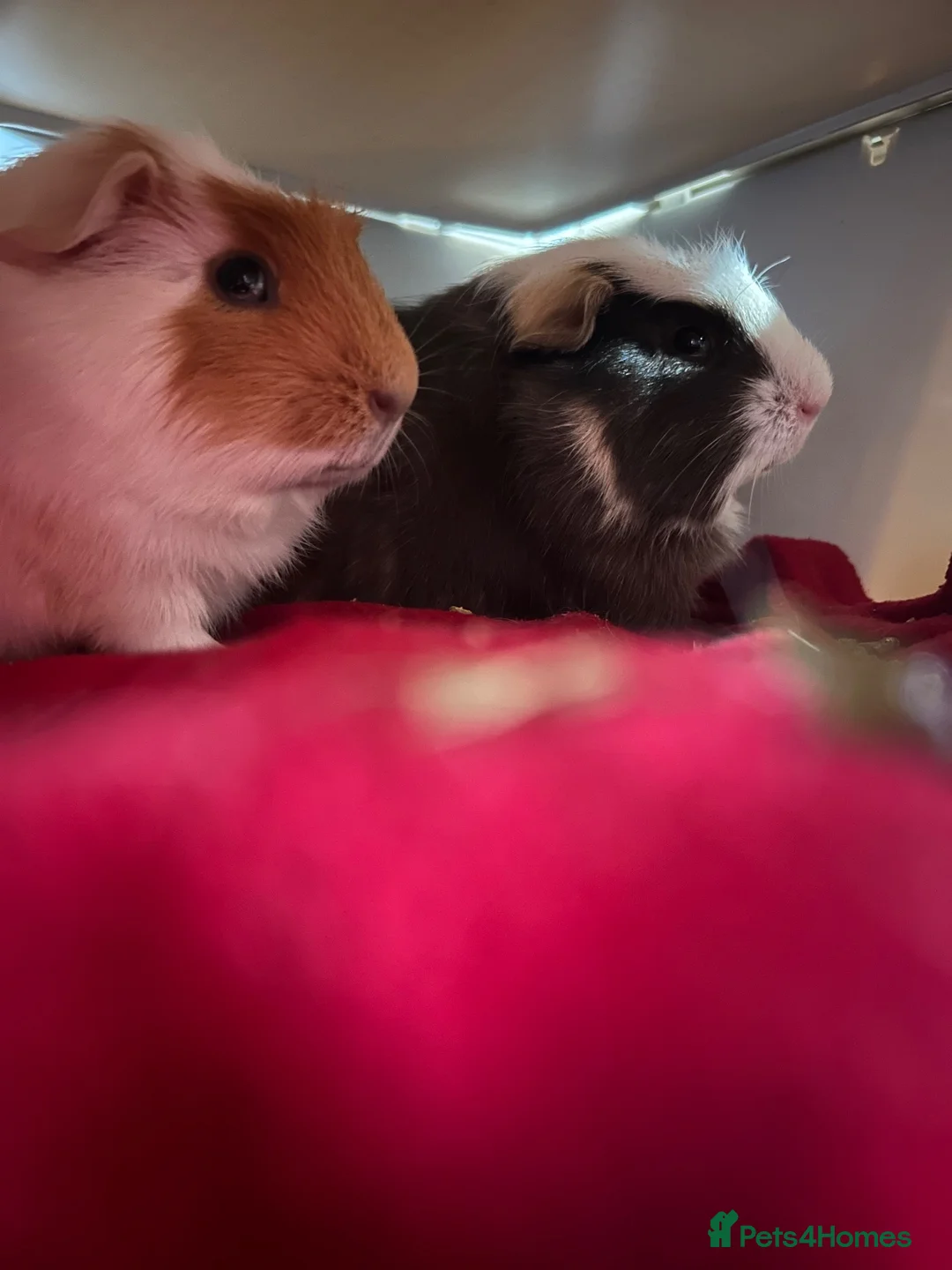 Guinea Pig rodents for sale: 2 Guinea pigs in Bolton - Advert 2