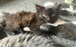 Mixed Breed cats for sale: Beautiful kittens for sale - Image 6
