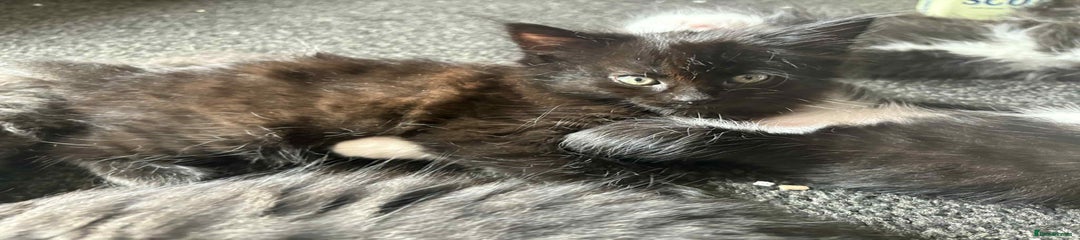 Mixed Breed Kitten 4
