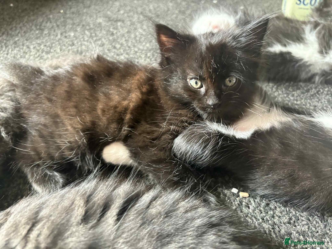 Mixed Breed cats for sale: Beautiful kittens for sale - Image 6