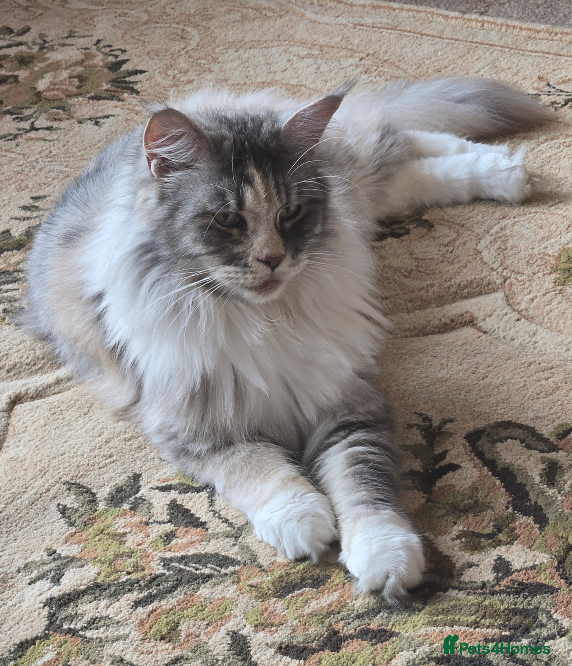 Maine Coon cats for sale: Beautiful Mainecoon kittins to sale - Advert 1