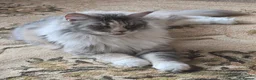 Maine Coon cats for sale: Beautiful Mainecoon kittins to sale - Advert 1