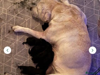 Mixed Breed dogs for sale - Advert 1