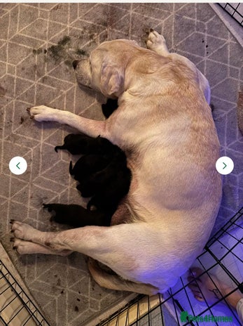 Mixed Breed dogs - Advert 6