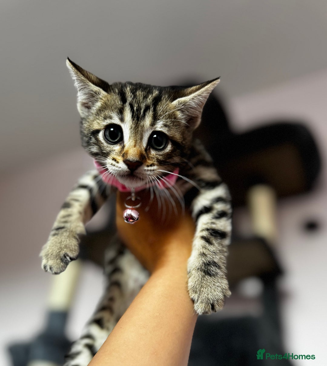 Bengal cats for sale: 🐆✨[REDUCED TO CLEAR!!] LAST THREE PURE BENGAL’S❤️ - Image 30