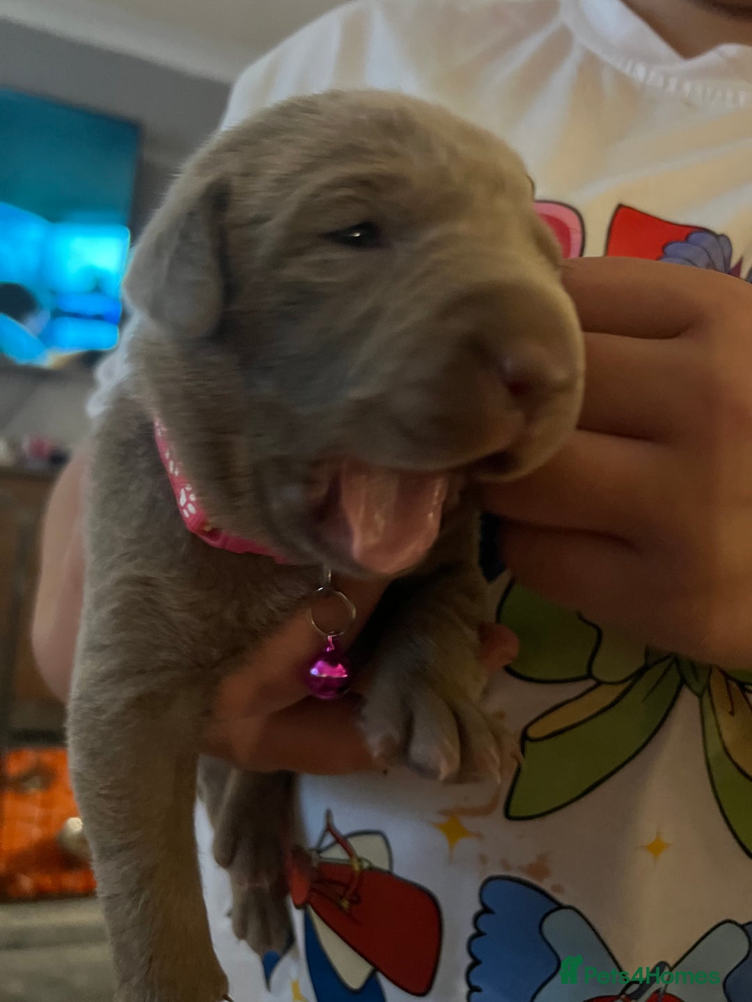 Labrador Retriever dogs for sale: Kc dna clear silver Labrador pups  - Image 4