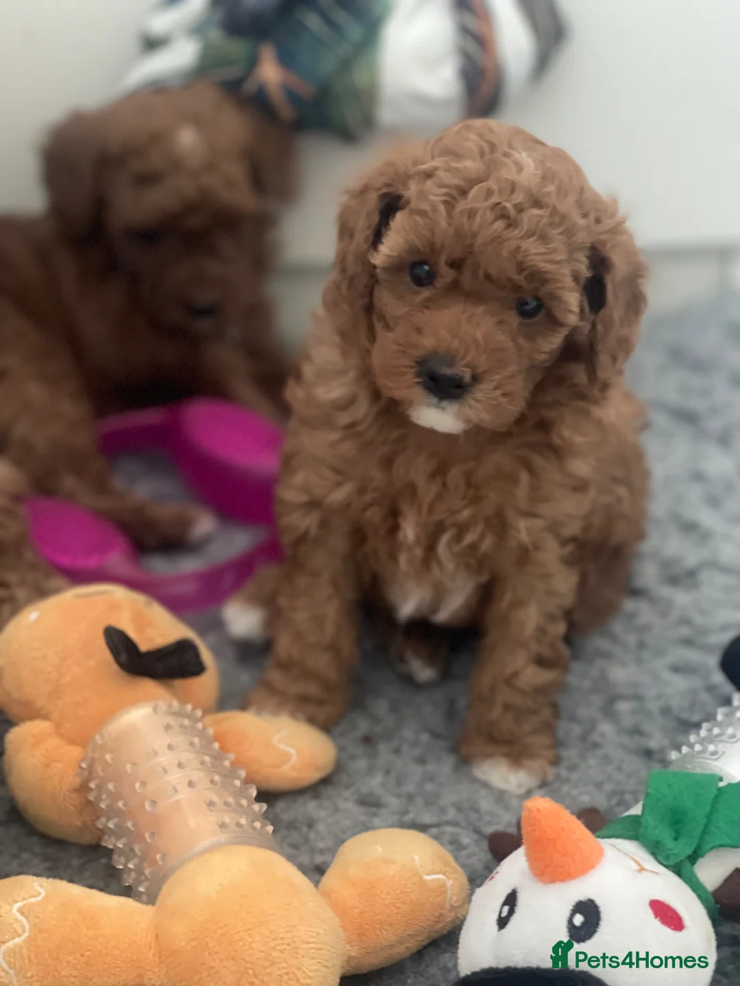 Toy Poodle dogs for sale: Toy Poodle  - Advert 2