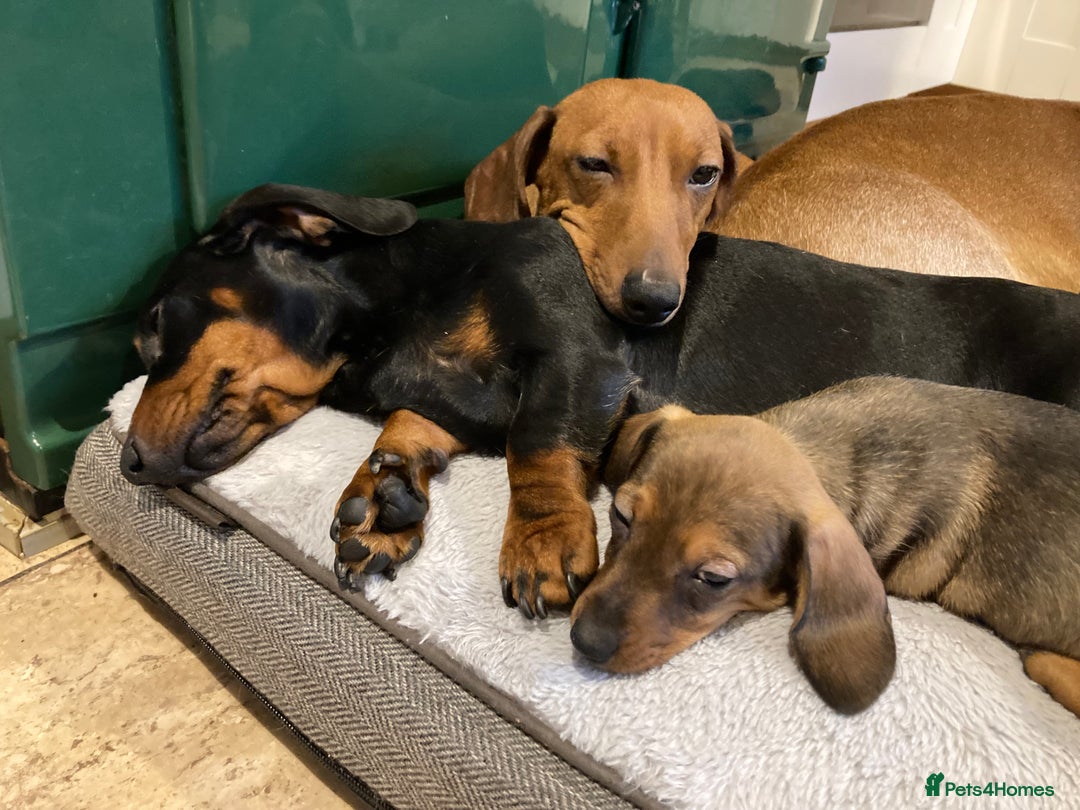Miniature Dachshund dogs for sale: 2 shaded red mini dachshunds - Advert 5