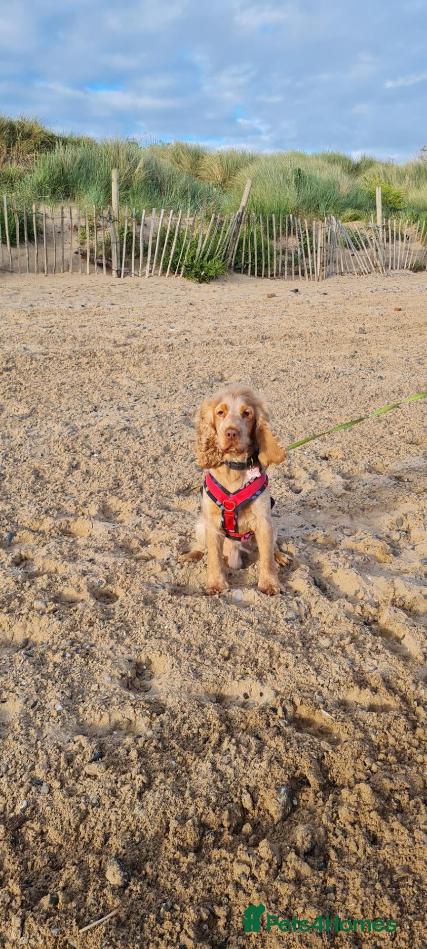 Cocker Spaniel dogs Proven Handsome Show Cocker Spaniel For Stud - Advert 1