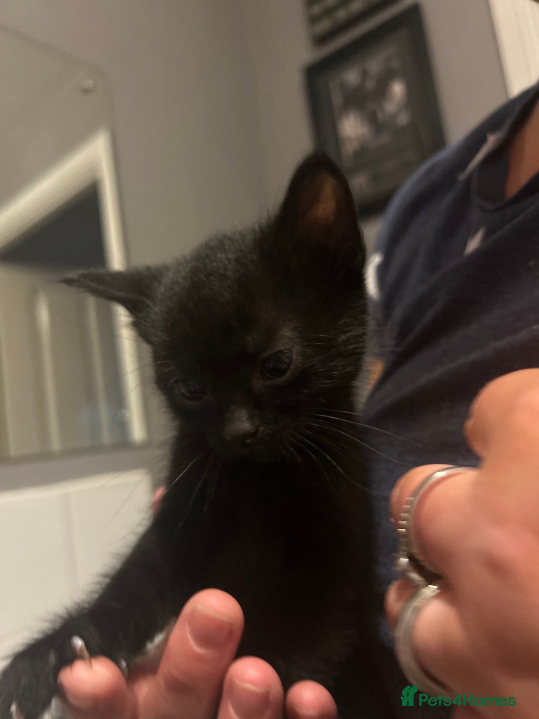 Mixed Breed cats for sale: 15 kittens for sale (4 LEFT REDUCED)  in Hassocks - Image 20