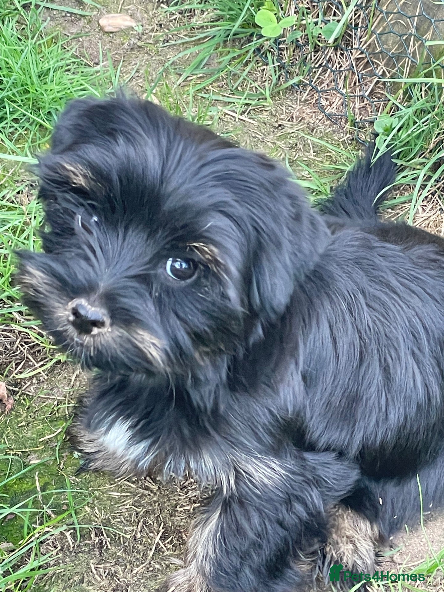 Yorkshire Terrier dogs Gorgeous Yorkshire Terrier Biewer Puppies - Advert 2