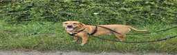Labrador Retriever dogs for adoption: HUNTER IS A HANDSOME, SWEET FOX RED LABRADOR  - Advert 4