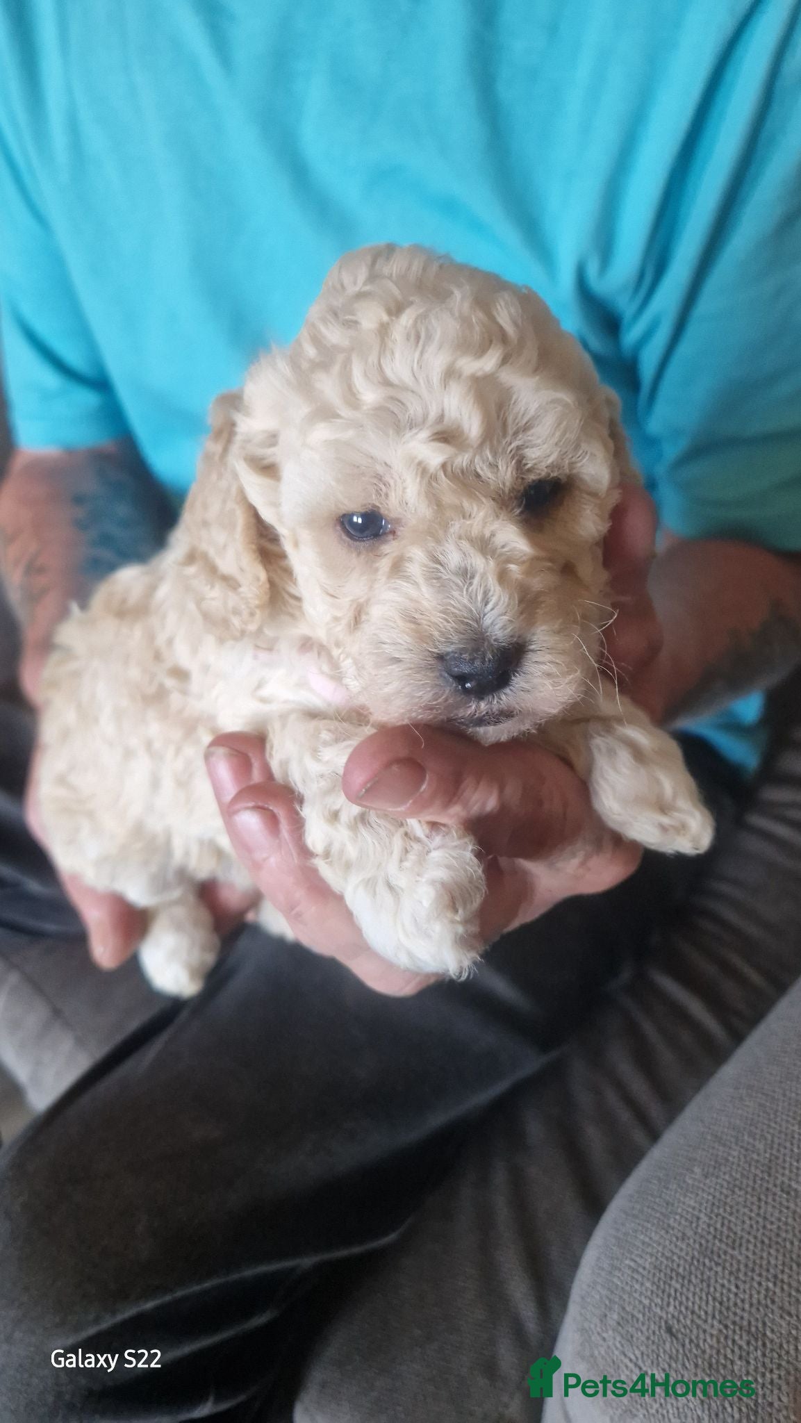 Cockapoo dogs 2 girls 3 boys available  - Advert 2