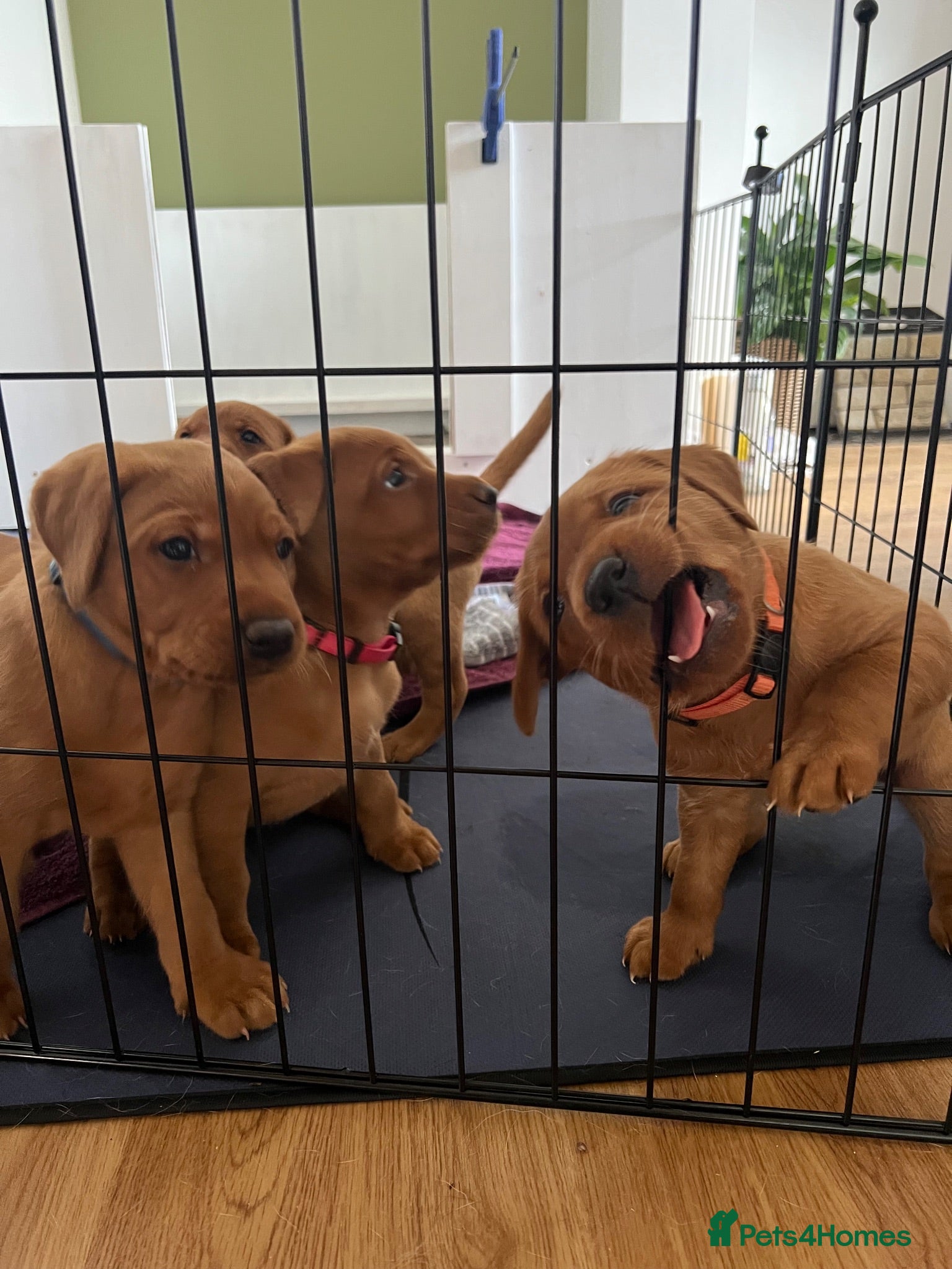 Labrador Retriever dogs KC Registered Fox Red Working Labrador Puppies - Advert 2