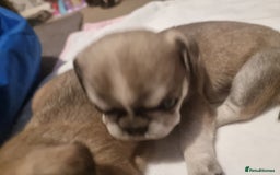 Frug dogs for sale: 3 frug puppies looking for there forever homes. - Advert 4