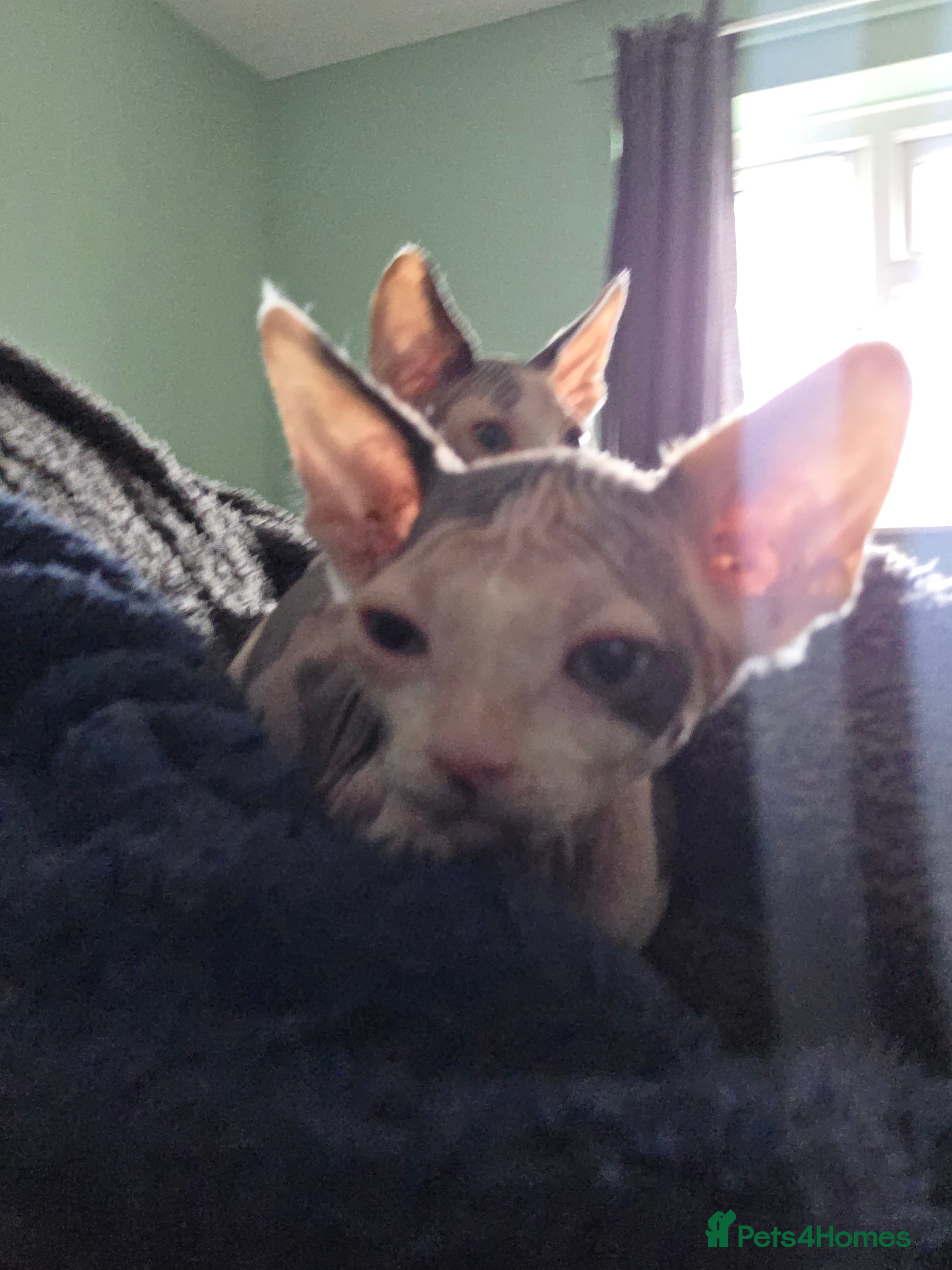 Sphynx cats for sale:  Kittens Ready for Loving Homes - Advert 6