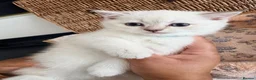 British Shorthair cats for sale: Cuteness overload♥️ British shorthair/chinchillas  - Advert 29