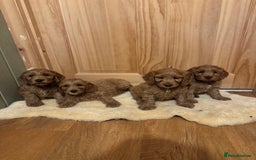 Cockapoo dogs for sale: Ready To Leave F1 Show miniature Cockapoos  - Image 12