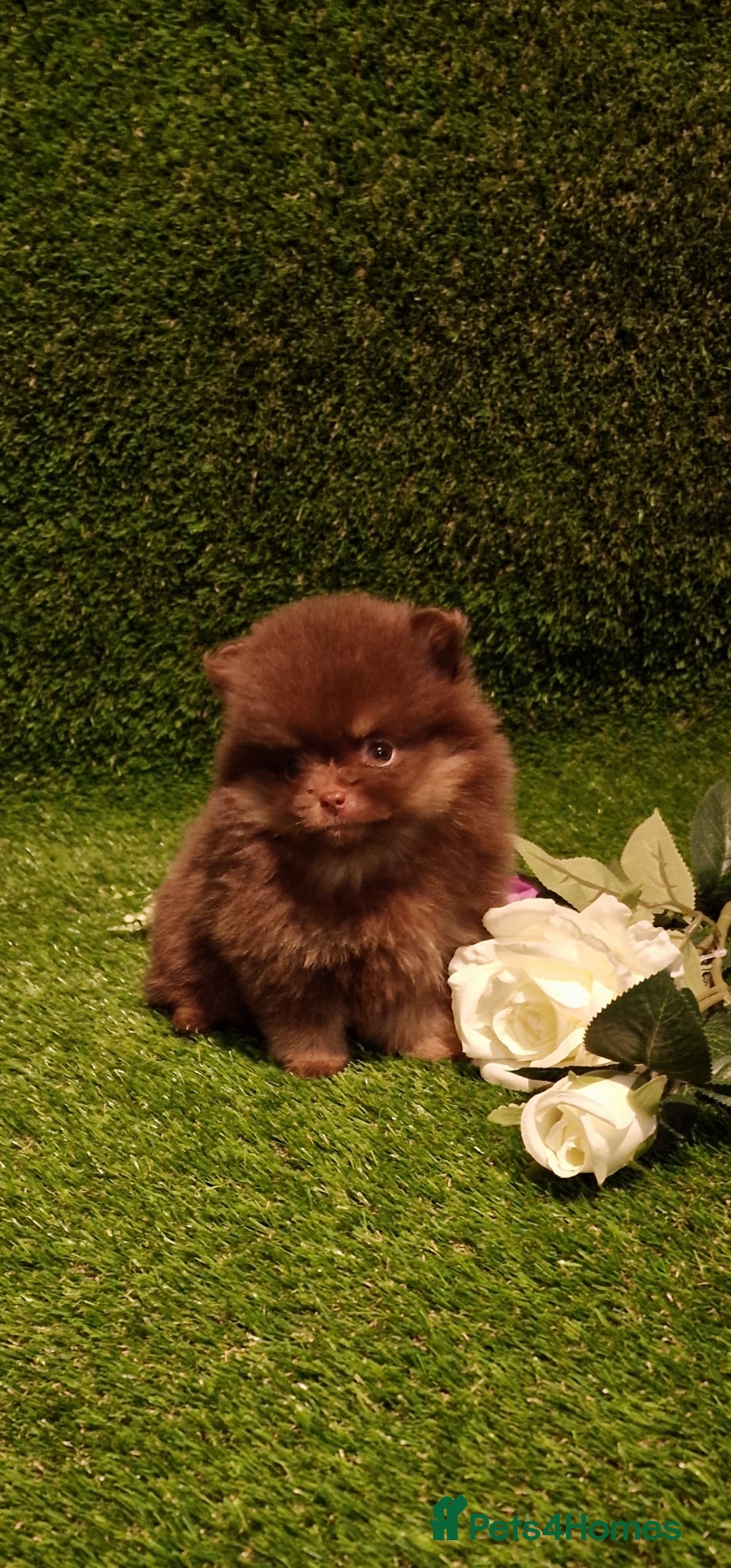 Pomeranian dogs for sale: 🧸💥 TOPQUALITY XXS UNIQUE POMERANIAN PUPPIES 🧸💥 - Image 10