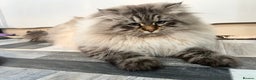 Siberian cats for sale: 🩵🩵Stunning GCCF Siberian Neva Masquerades🩵🩵 - Advert 11