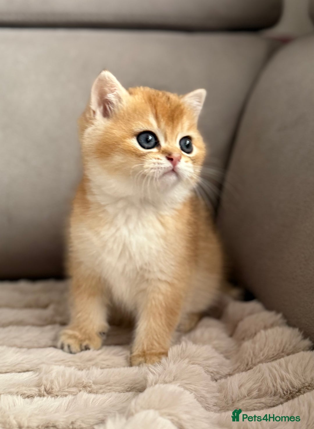 British Shorthair cats for sale: 🌟 Last two beautiful  Golden BSH girls 🌟 - Advert 37