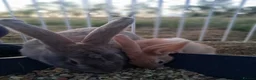 Continental Giant rabbits for sale: Continental giant rabbits  - Advert 3