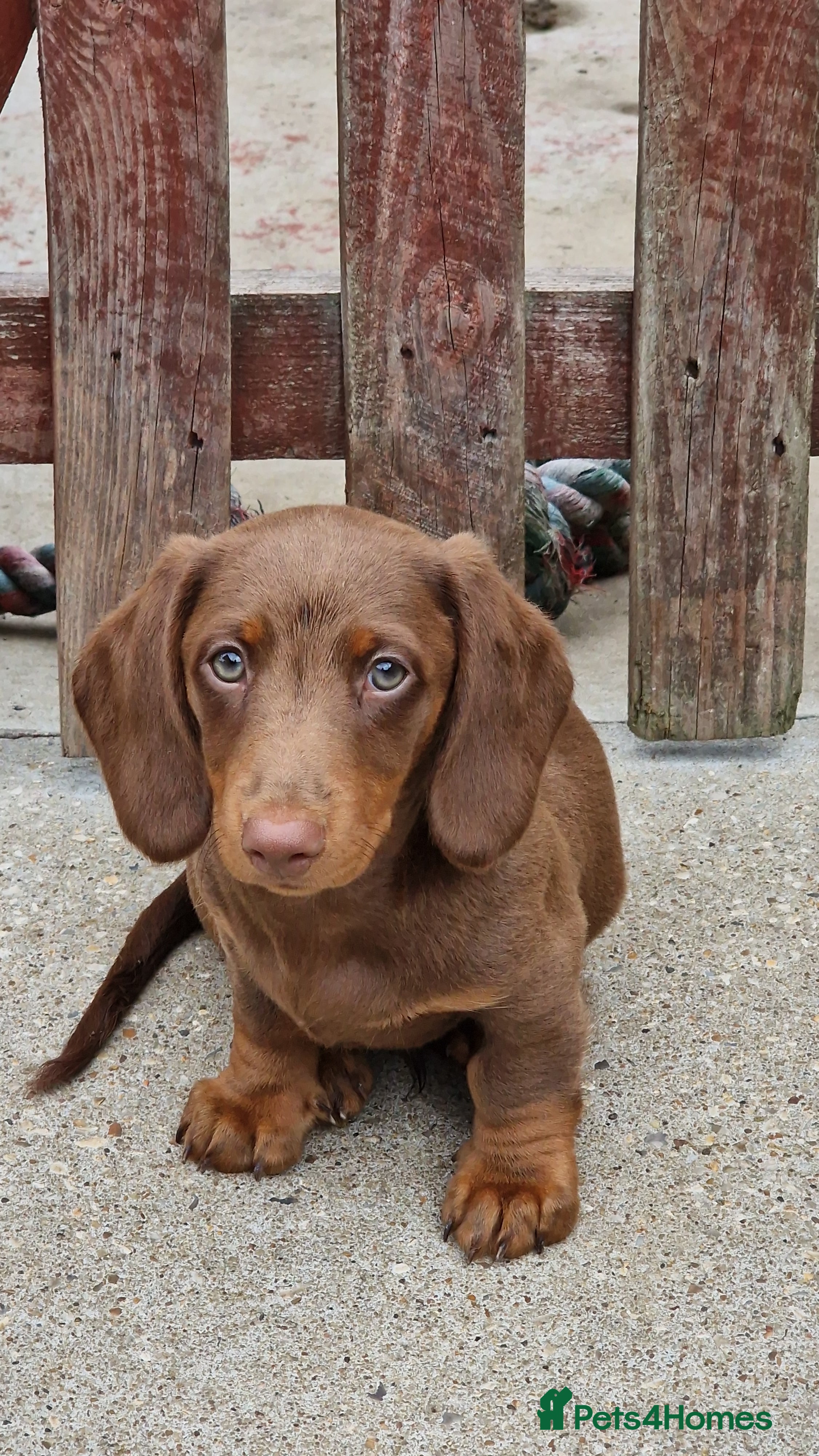 Miniature Dachshund dogs Miniature Dachshund Fluffy & Smooth  - Advert 2