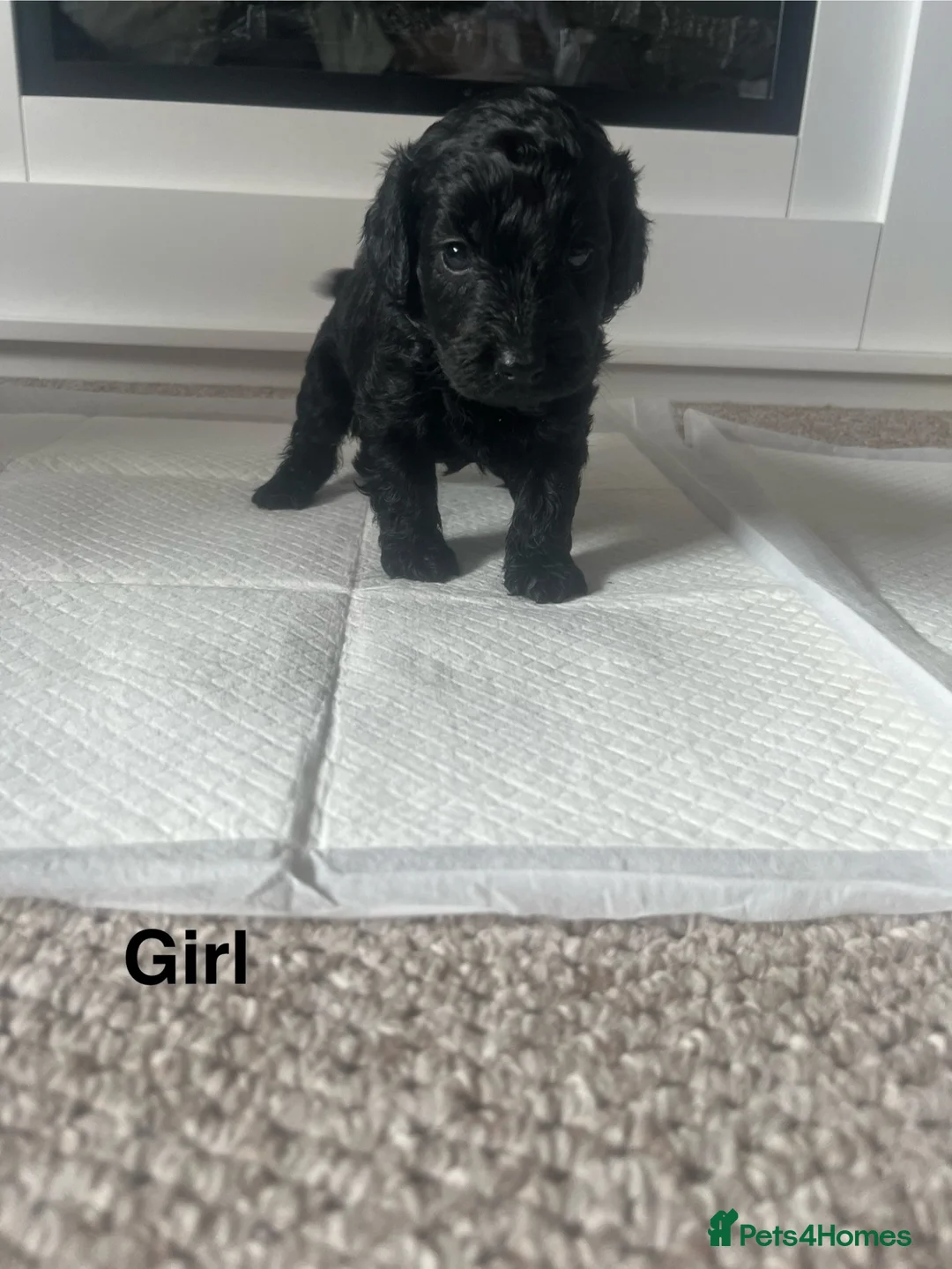 Cockapoo dogs for sale: Cockapoo puppies - Advert 2