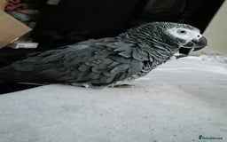 Parrots birds for sale: African Grey - Image 1