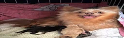 Pomeranian dogs for sale: Champion bloodlines KC registered Pomeranians - Advert 8