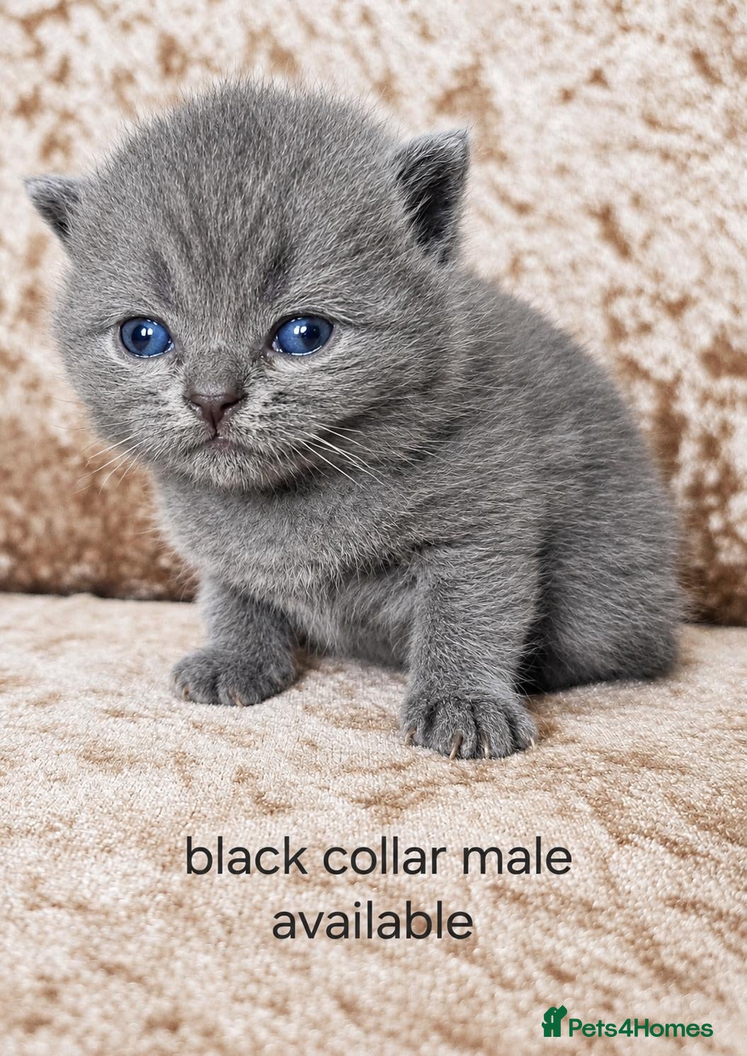 British Shorthair cats British shorthair kittens  - Advert 2