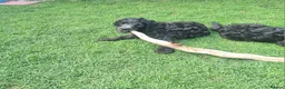 Goldendoodle dogs for sale: F1B Rare black standard Goldendoodle North Wales  - Advert 29